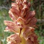 Orobanche rapum-genistae Virág