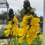 Senna didymobotrya Blüte