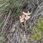 Orobanche caryophyllacea Hábito