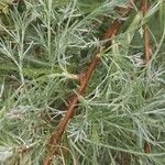 Artemisia marschalliana Bark