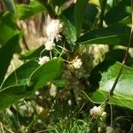 Cuscuta europaea Blüte