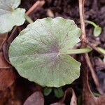 Ranunculus ficaria Blatt