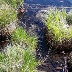 Carex stricta Leaf