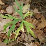 Ranunculus polyanthemos Fuelha