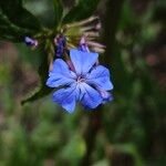 Ceratostigma willmottianum Λουλούδι