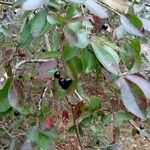 Vaccinium arboreum Fruit