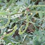 Hippocrepis biflora Mbuma