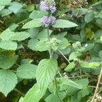 Mentha aquatica Fuelha