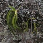 Diaphananthe fragrantissima Folio