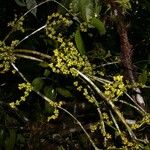 Phoradendron piperoides Other