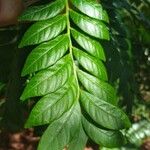 Spondias purpurea Leaf