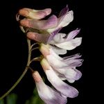 Vicia orobus Цветок