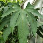 Anthurium podophyllum Blad