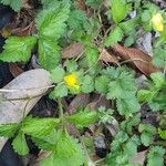 Potentilla indicaLeaf