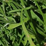 Tanacetum cinerariifolium Hoja