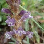 Orobanche nana Кветка