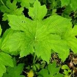 Petasites frigidus Leaf