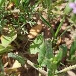 Chorispora tenella Blad