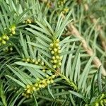 Taxus canadensis Blomst