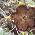 Edithcolea grandis Other