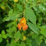 Impatiens capensis ᱵᱟᱦᱟ