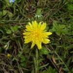 Taraxacum multidentatum Flower