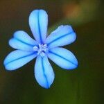 Aphyllanthes monspeliensis Blomma