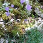 Campanula rotundifolia Habitus