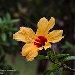 Hibiscus ovalifolius Квітка