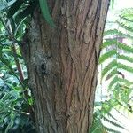 Podocarpus milanjianus Φλοιός
