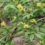 Lonicera acuminata Hábito