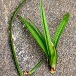 Carex ornithopoda Blad