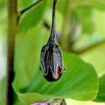 Solanum melongena Fruit
