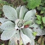 Verbascum boerhavii Лист