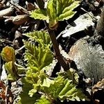 Betula pubescens Feuille