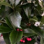 Ardisia crenata Blad