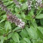 Ocimum kilimandscharicum Flor