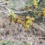 Fraxinus latifolia Květ