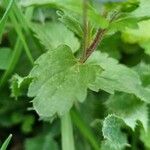 Veronica agrestis Leaf