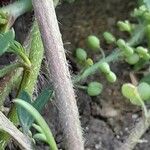 Lepidium didymum 樹皮