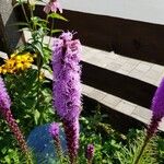 Liatris pycnostachya 花