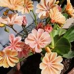 Lewisia brachycalyx Flower