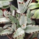 Kalanchoe tomentosa Hábito