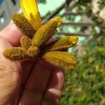 Handroanthus ochraceus Flower