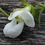 Phaseolus vulgaris Blüte