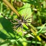 Bidens pilosa Fruit