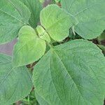 Tithonia rotundifolia Leaf