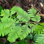 Vachellia collinsii Leaf