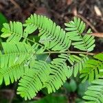 Vachellia collinsii Leaf