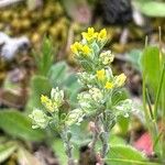 Alyssum granatense Habitus